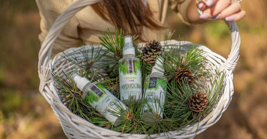 Nadeln der Waldkiefer Pinus sylvestris und Bio Waldkieferwasser Hydrolina