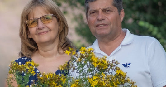 Johanniskraut Hypericum perforatum, geerntet von der Familie Ralchevi