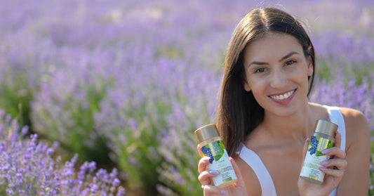 Lavendel Lavandula angustifolia und Hydrobiotic Lavendel und Minze im Lavendelfeld