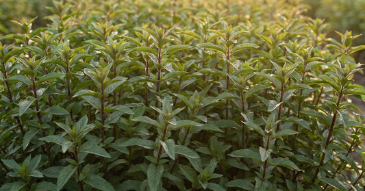 Pfefferminze Mentha piperita und Bio Pfefferminzwasser Hydrolina