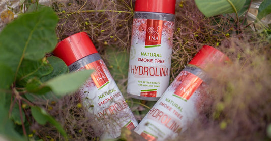 Blühender Perückenstrauch Cotinus coggygria und Mundwasser Perückenstrauch Hydrolina